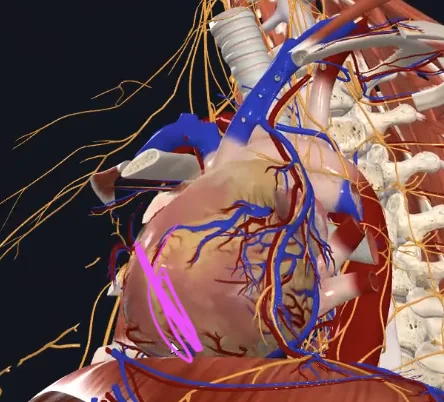 Posterior interventricular sulcus