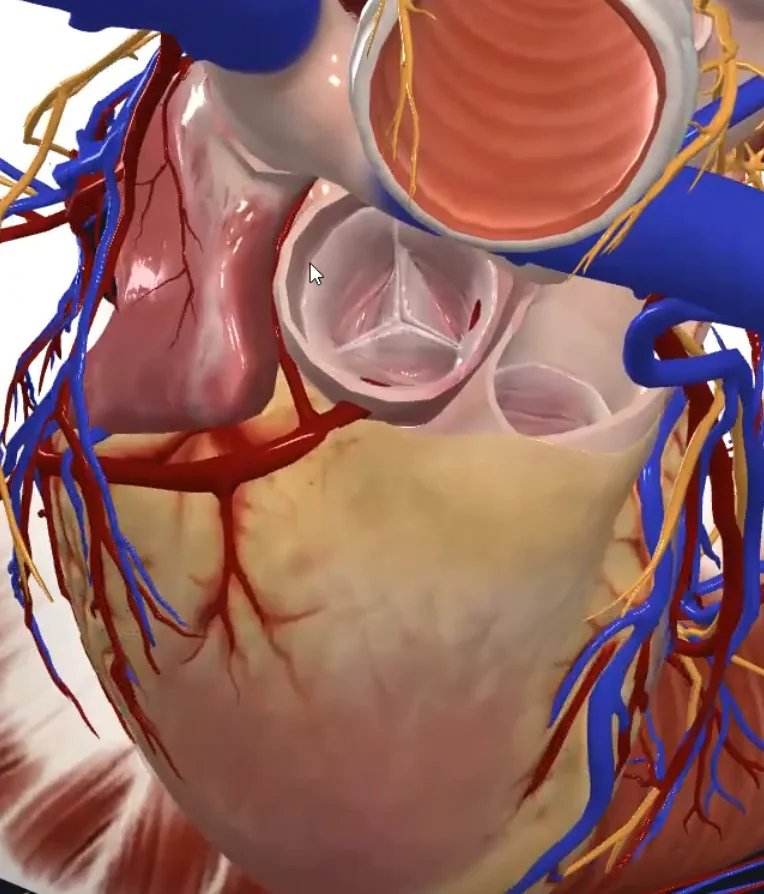 Aortic Valve Cusps
