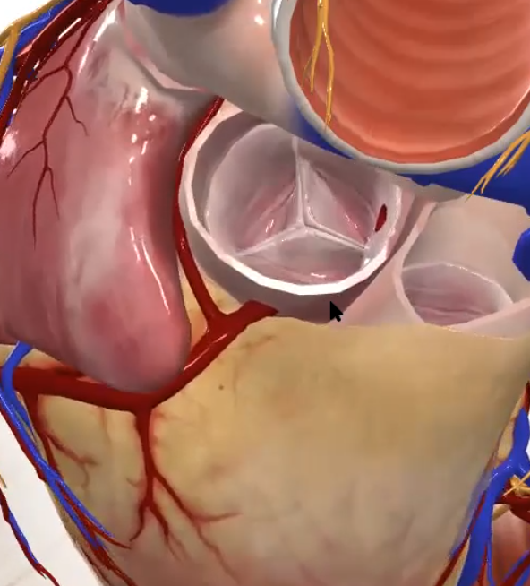 פתח לעורק הקורונרי הימני