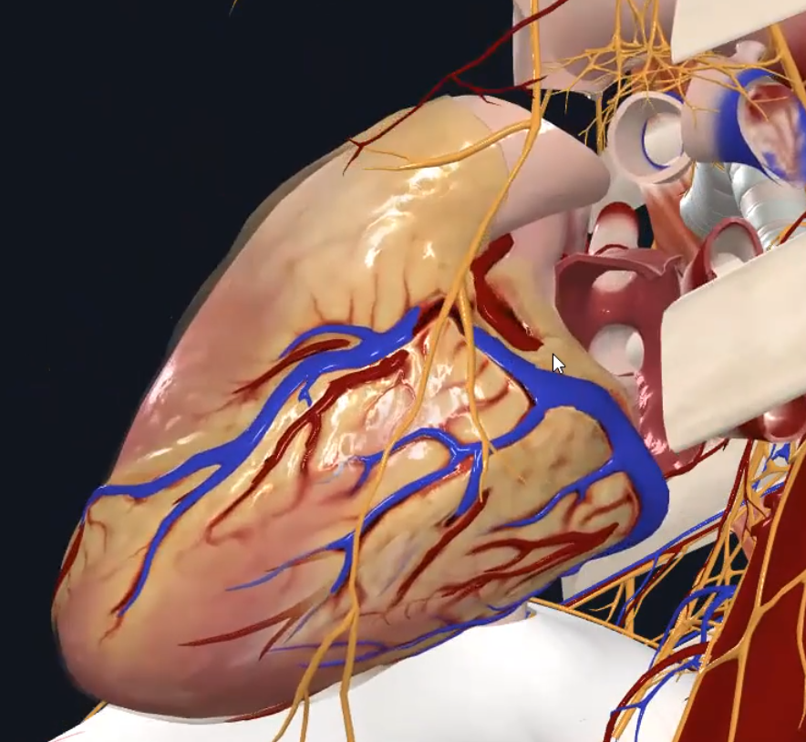Left Coronary Artery