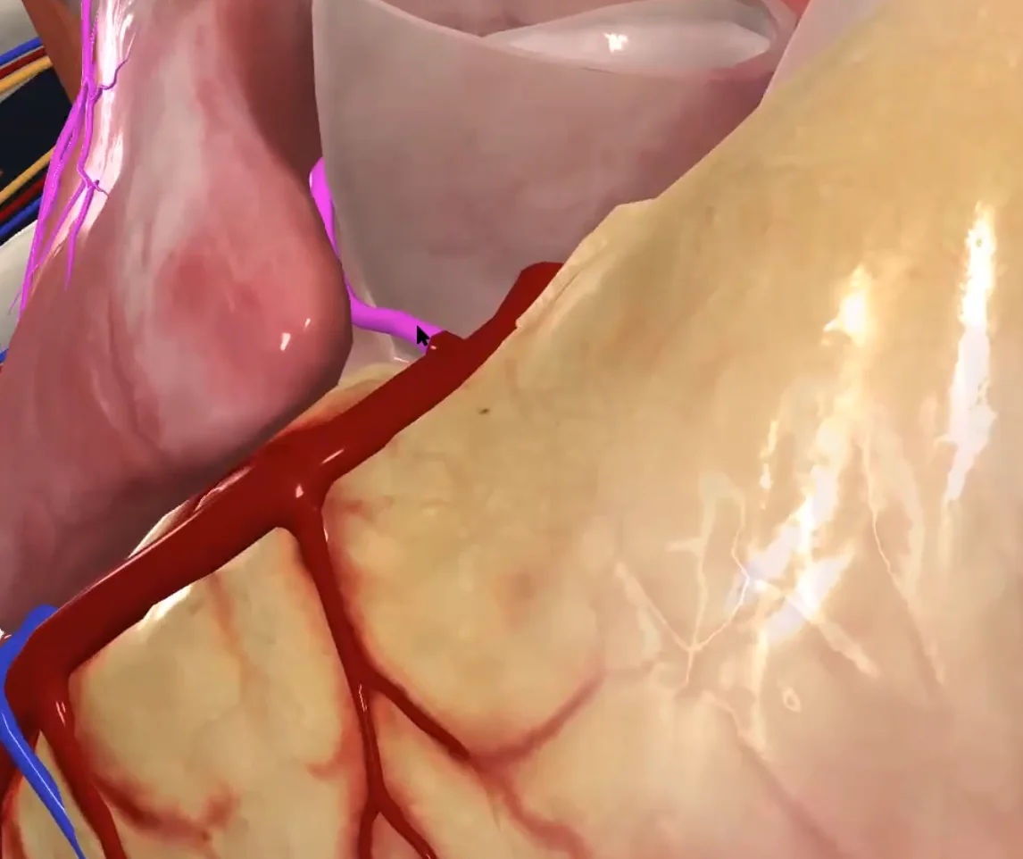 Sinoatrial nodal branch of the right coronary artery