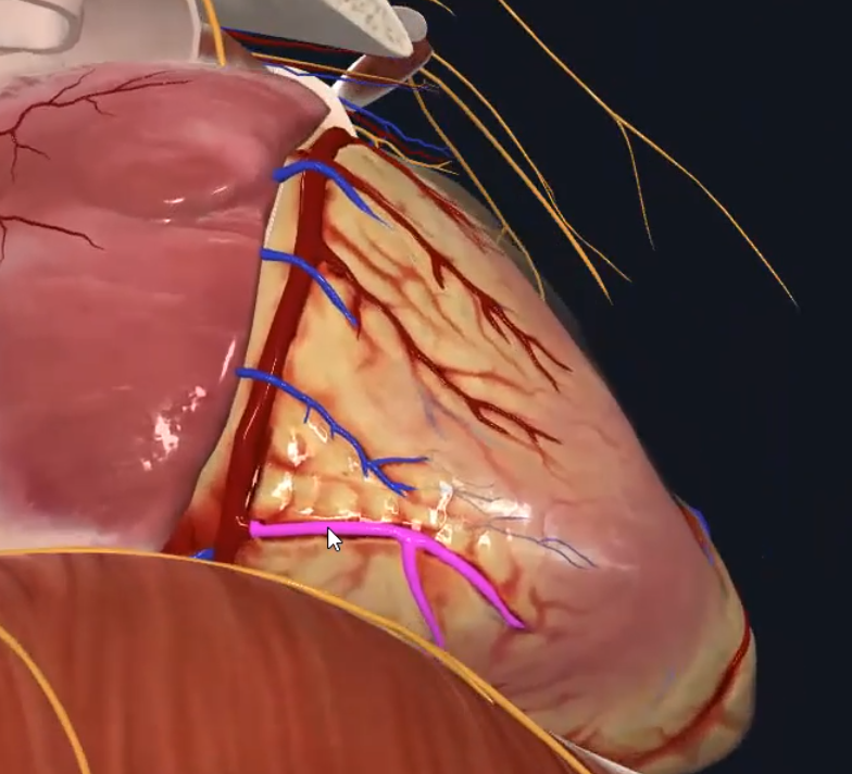 Right marginal branch