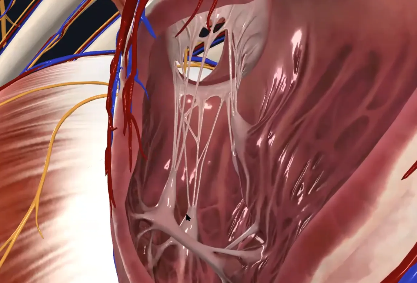 Papillary Muscles