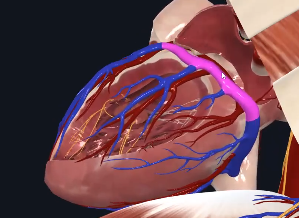 Great Cardiac Vein