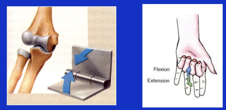 Hinge Joint
