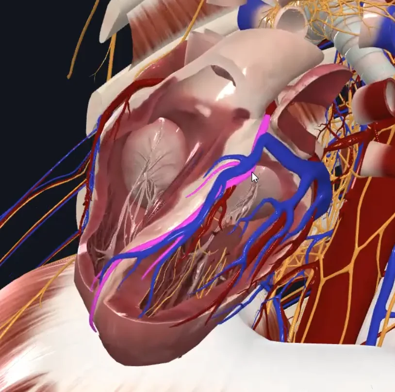 Left anterior descending artery (LAD)