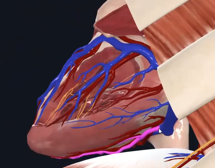 Middle Cardiac Vein