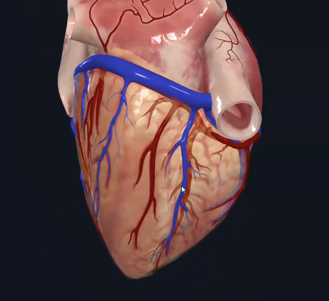 Middle cardiac vein