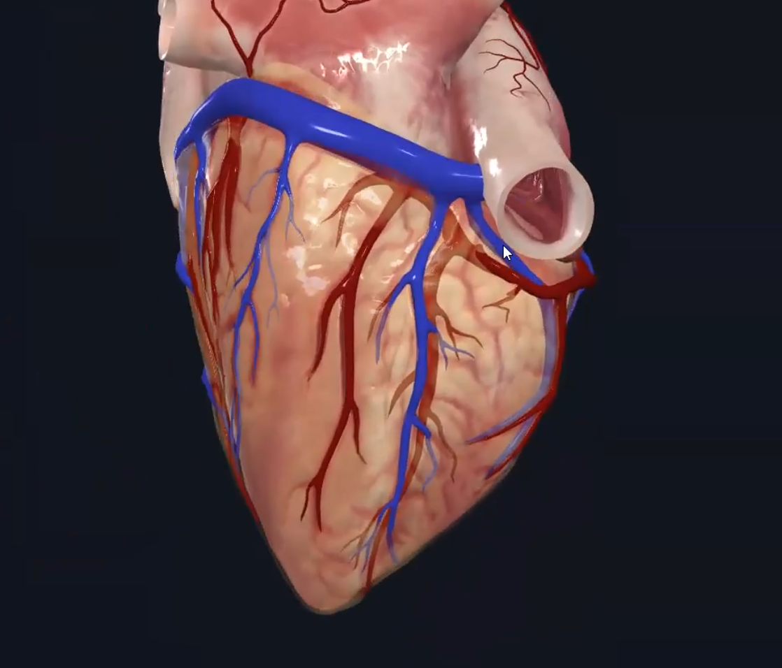 Small cardiac vein