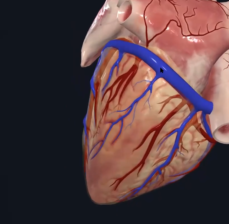 Great cardiac vein