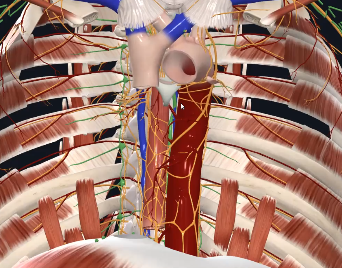 Posterior Mediastinum