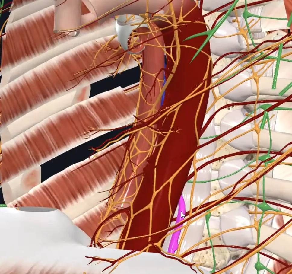 Hemiazygos Vein