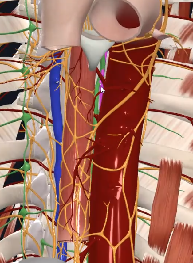 Accessory Hemiazygos Vein