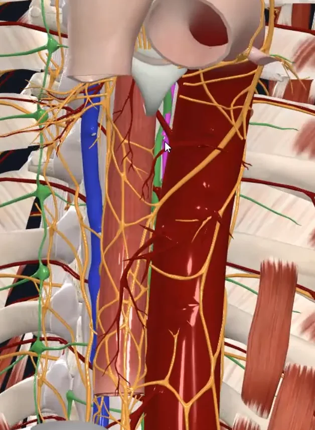 Accessory Hemiazygos Vein