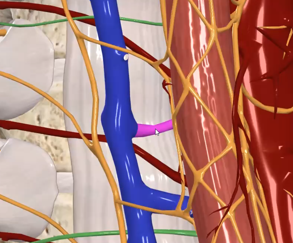 Accessory Hemiazygos to Azygos