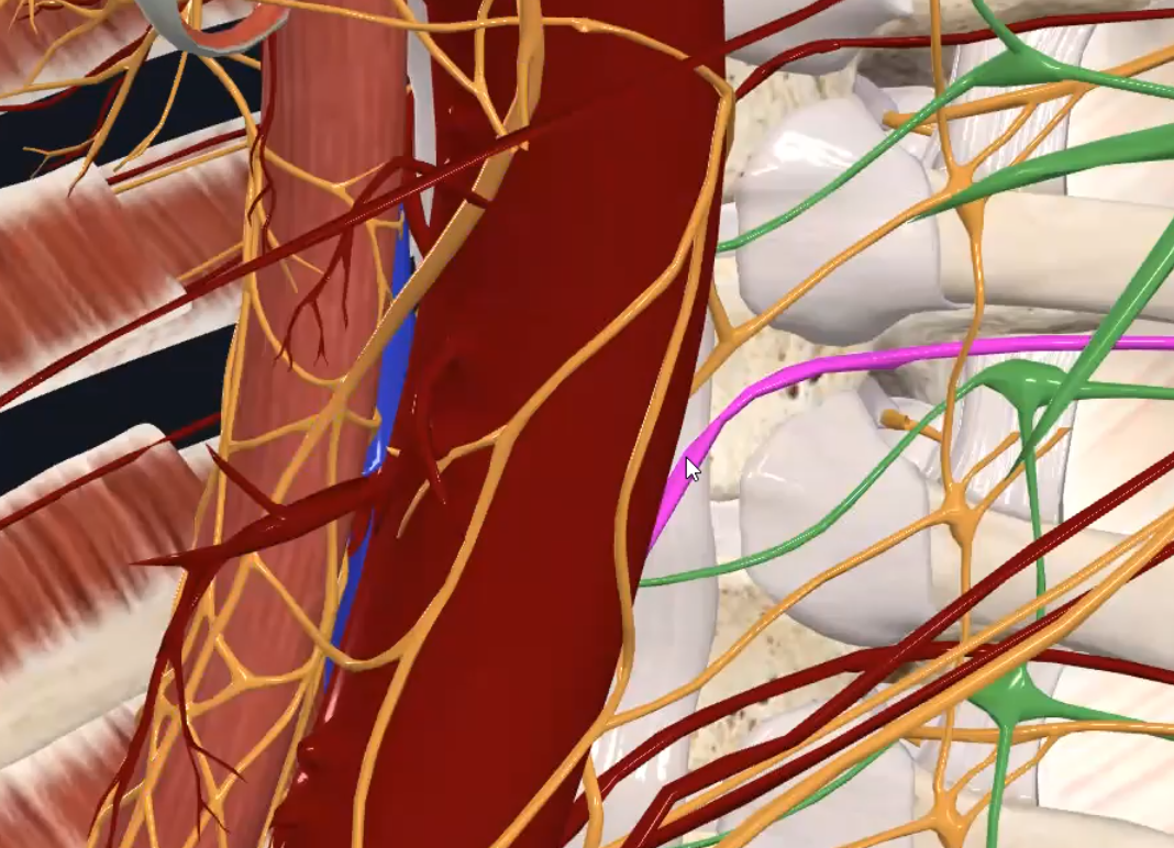 Sixth Posterior Intercostar Artery (Left)