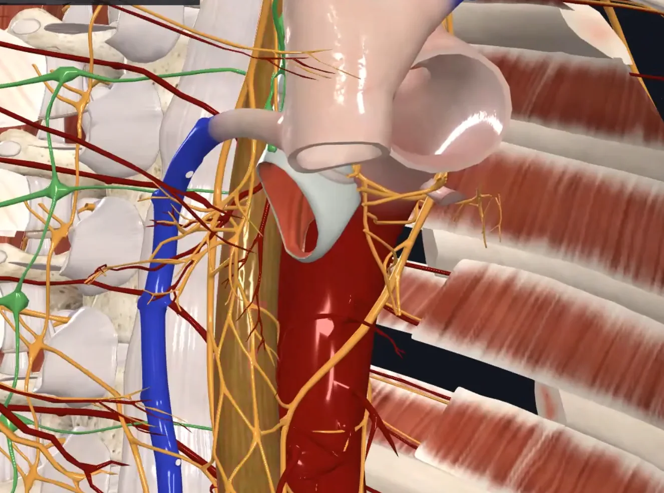 Esophagus