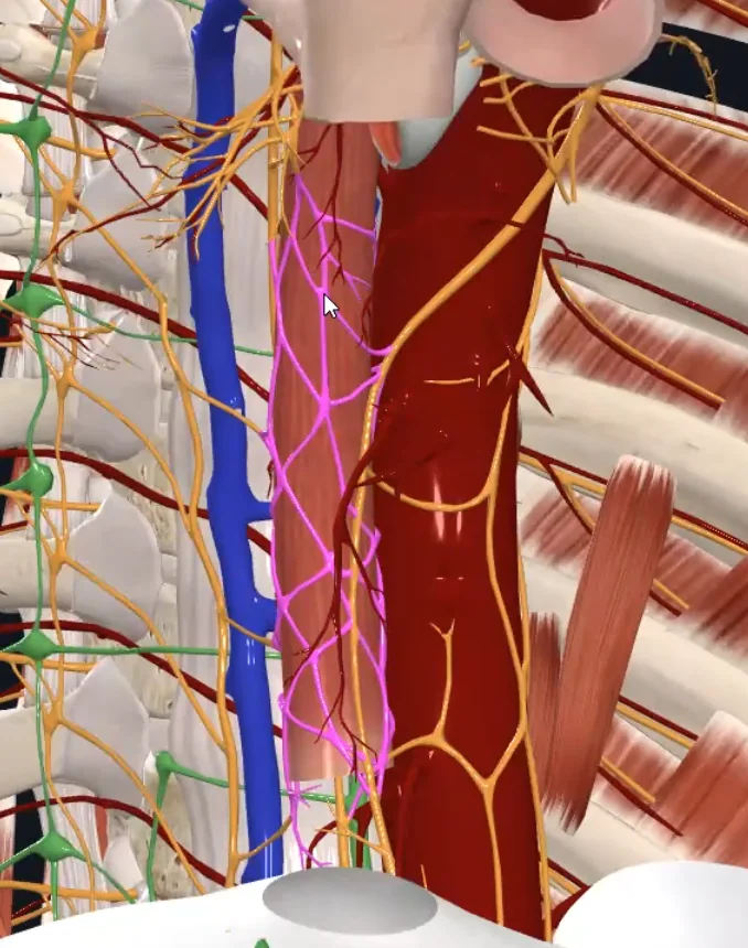 Esophageal Plexus
