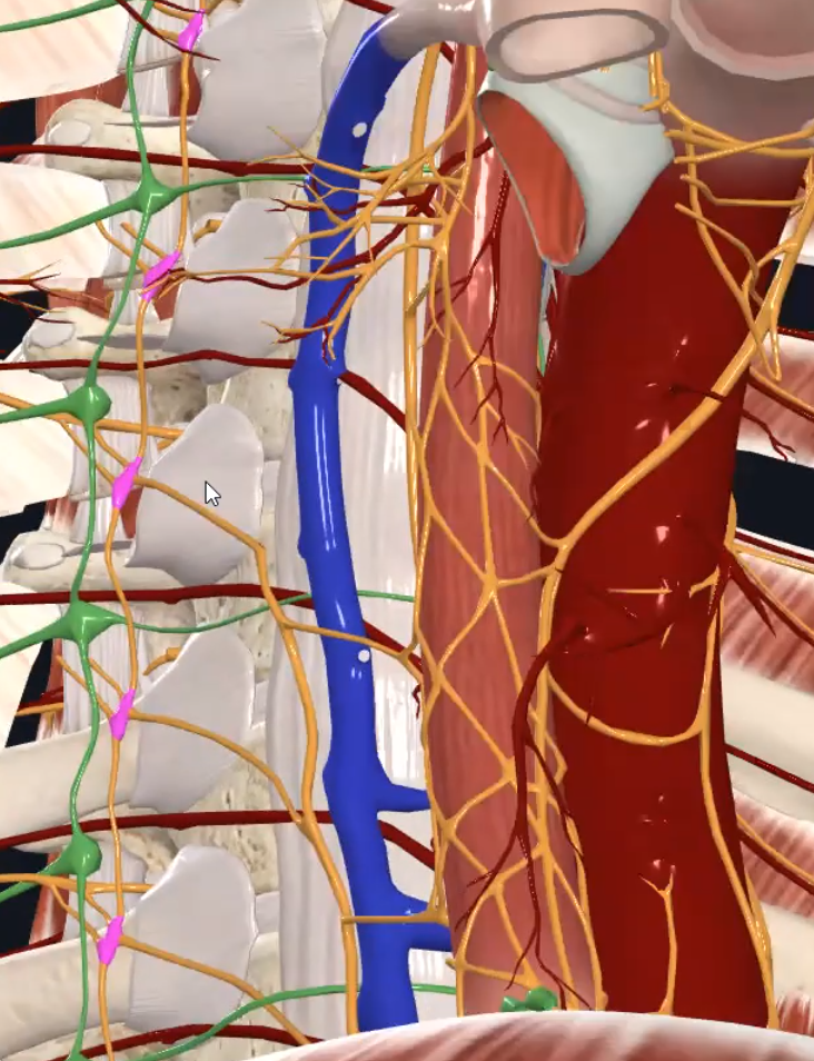 Thoracic Gangilia of Sympathetic Trunk (Right)