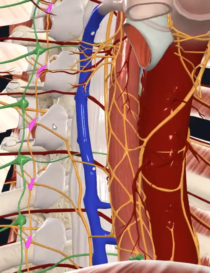 Thoracic Gangilia of Sympathetic Trunk (Right)