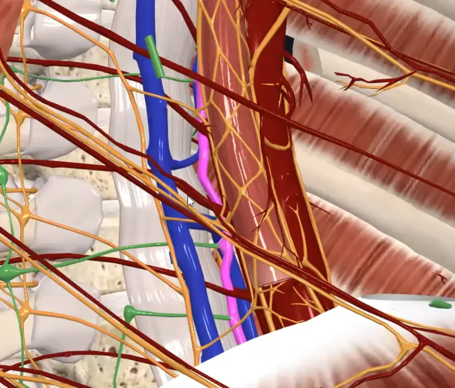 Thoracic Duct