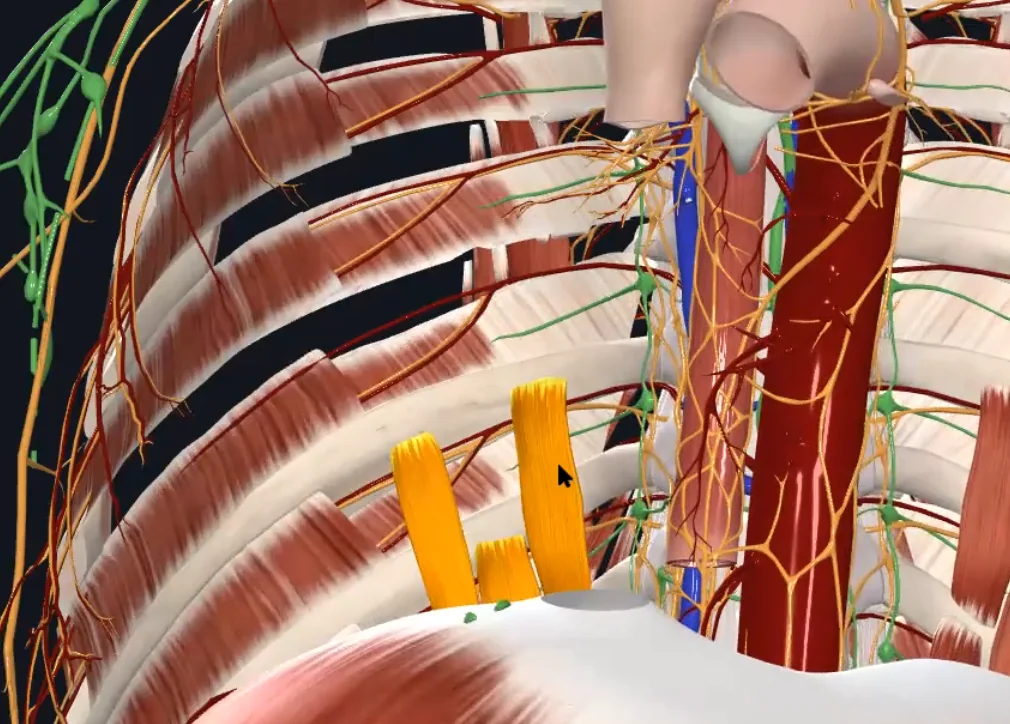 Subcostal Muscle