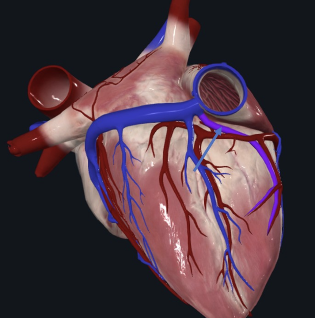 Small cardiac vein