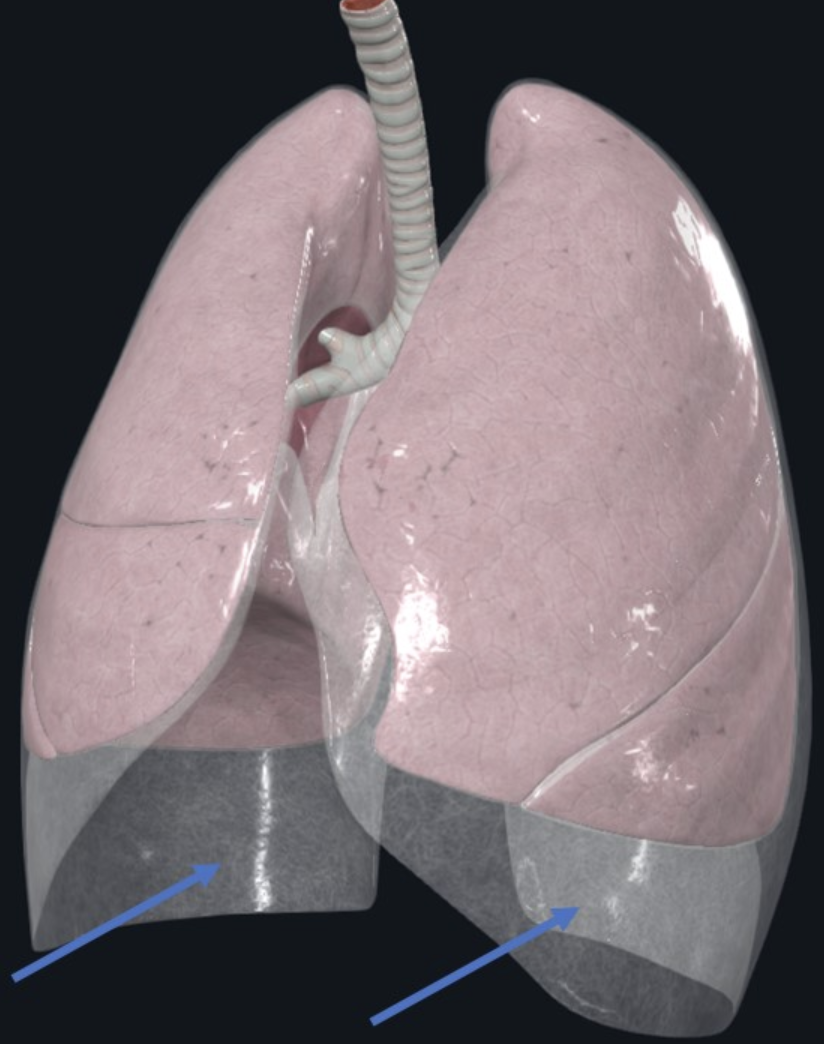 Costodiaphragmatic recess