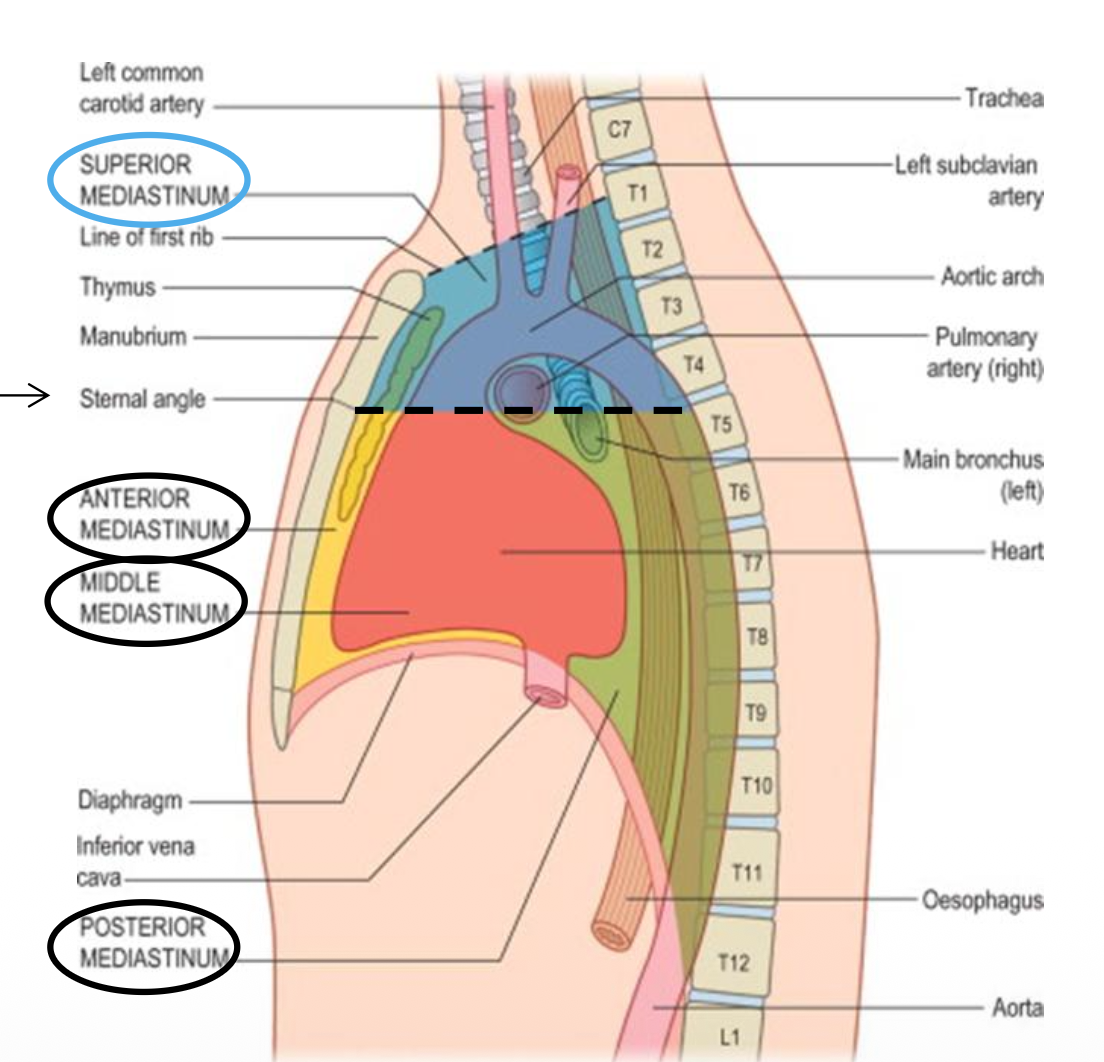 Mediastinum
