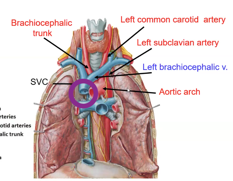 Superior Vena Cava