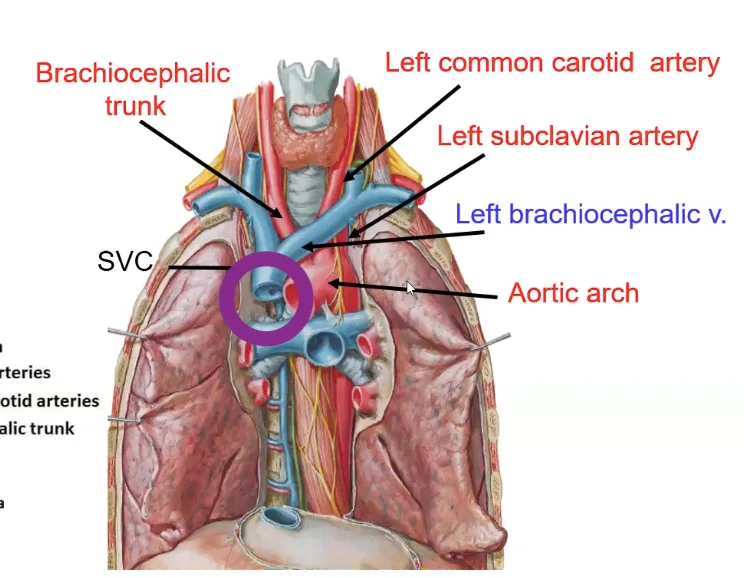 Superior Vena Cava