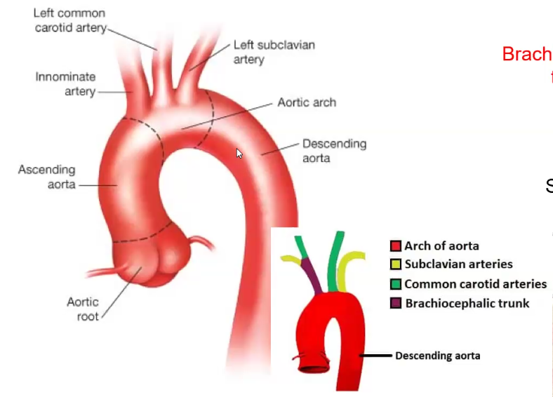 Aorta