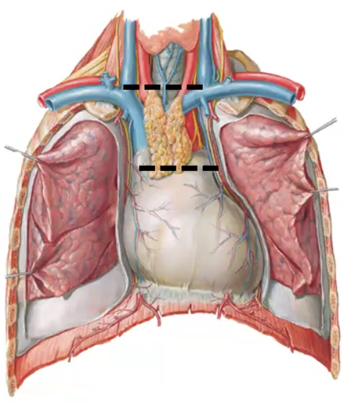 Superior Mediastinum