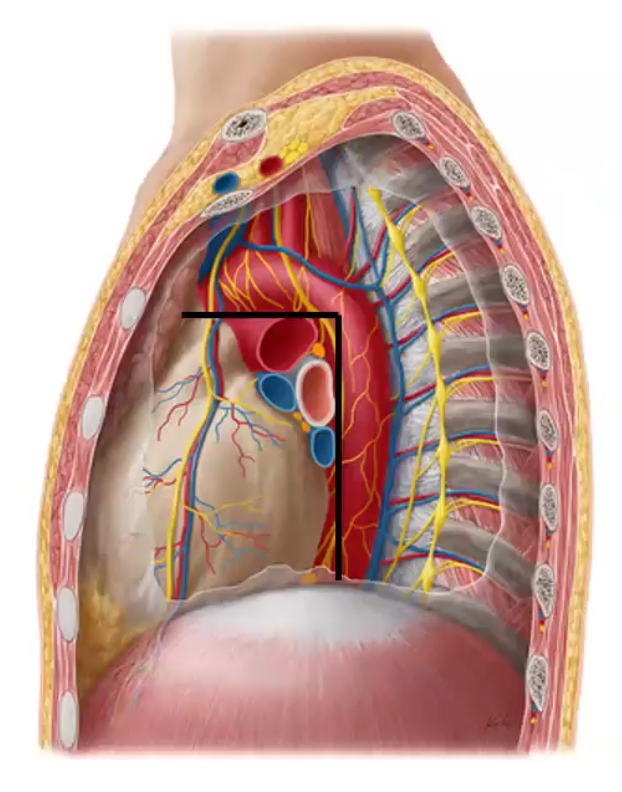 Middle Mediastinum