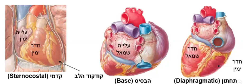 Heart surfaces