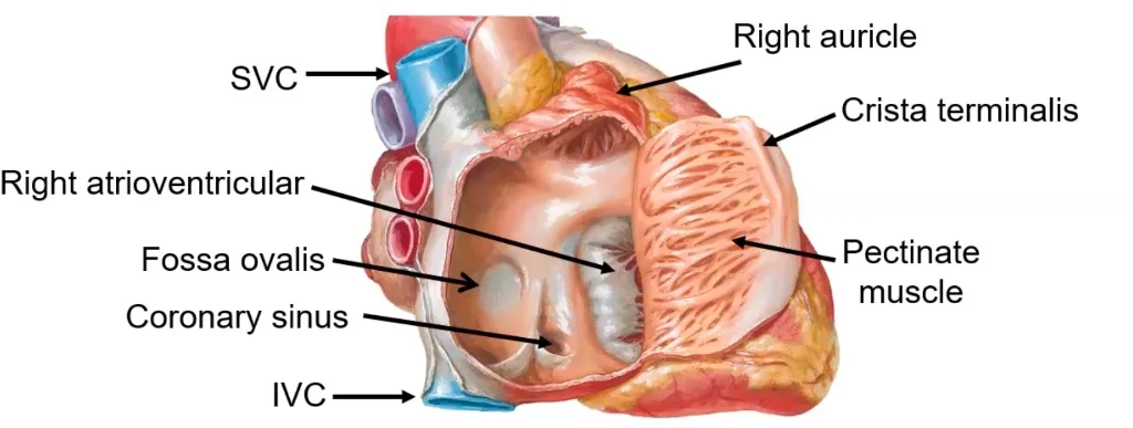 Right Atrium