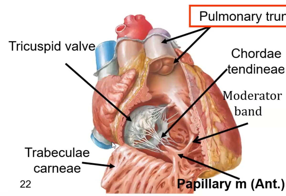 Right Ventricle