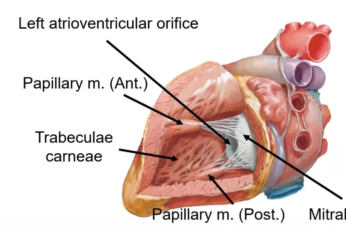 Left Ventricle