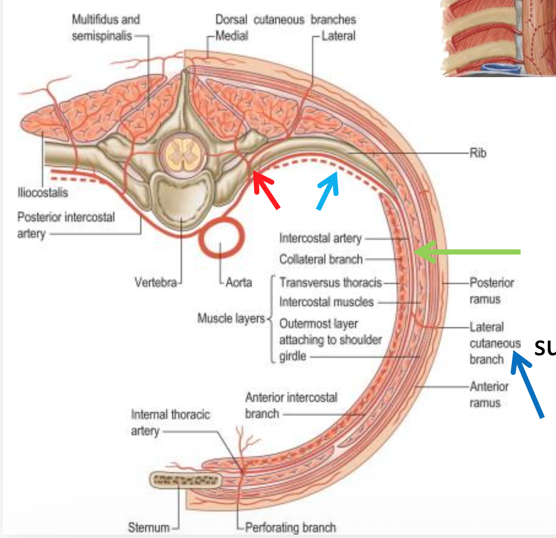 Intercostal Arteries