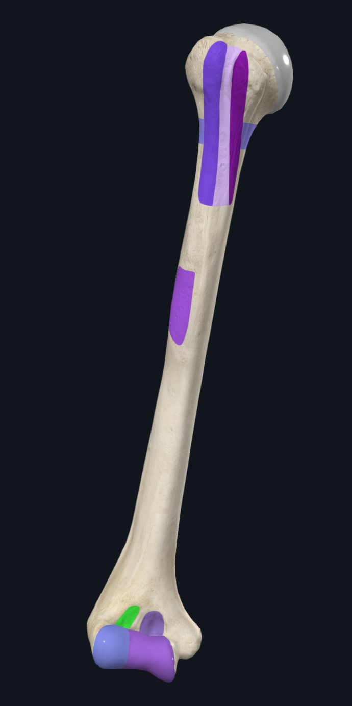 Radial fossa of humerus