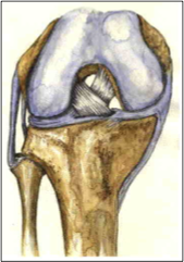 רצועת מפרק הברך