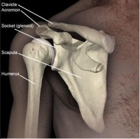 Clavicle, Scapula and Humerus