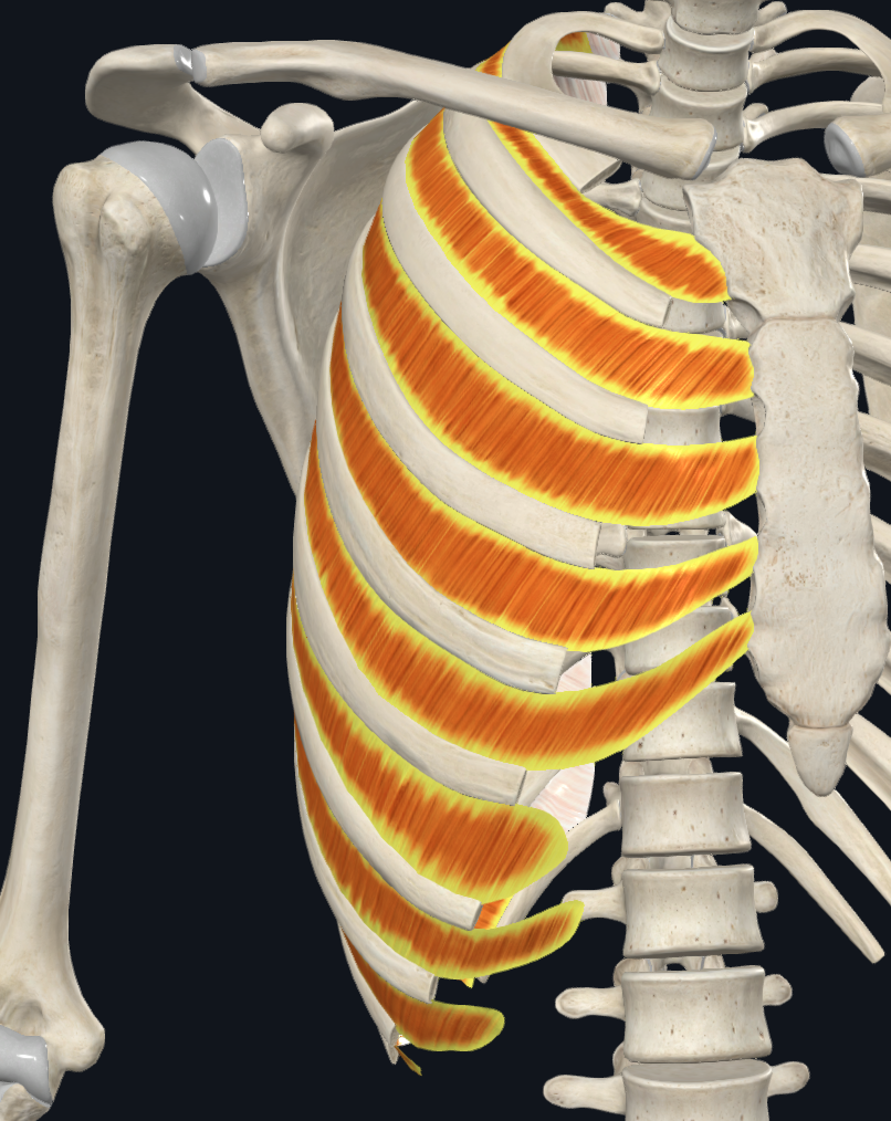 Internal intercostal muscle