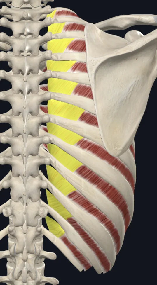 Internal Intercostal Membrane