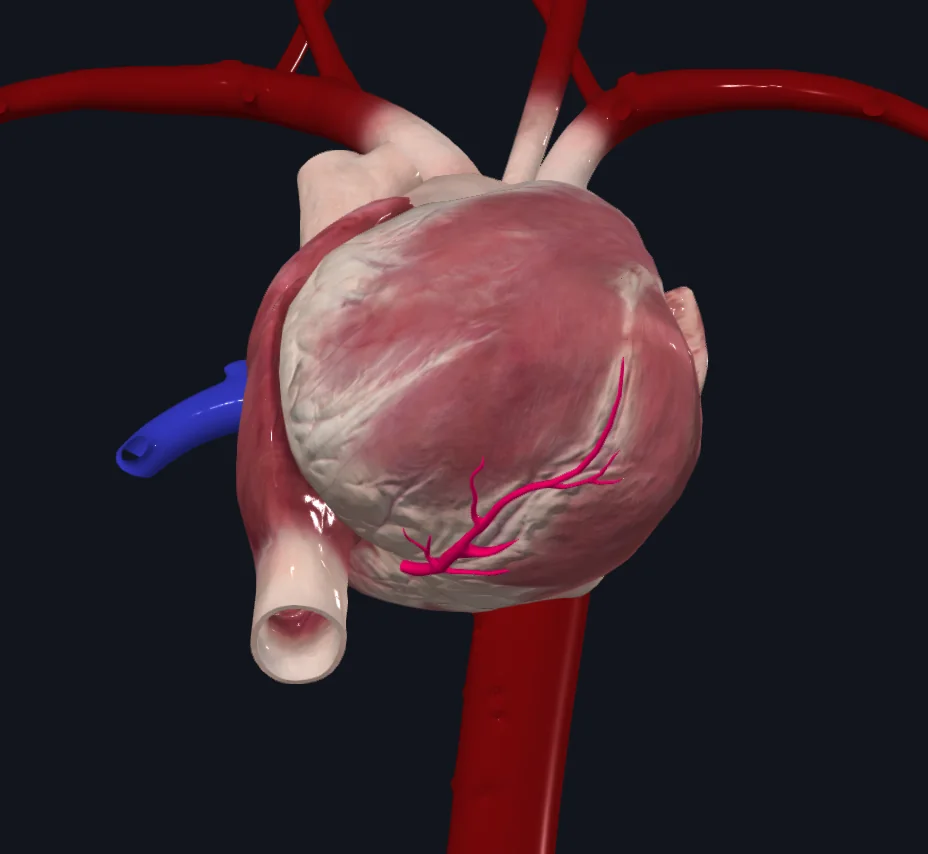 Posterior descending artery (PDA)
