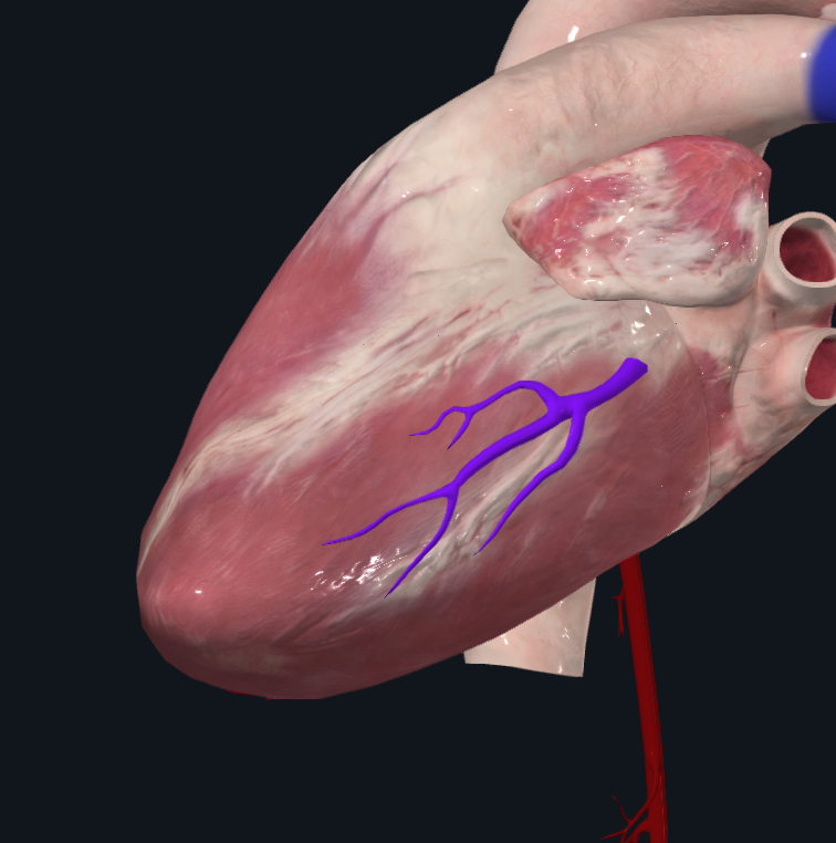 Left marginal branch