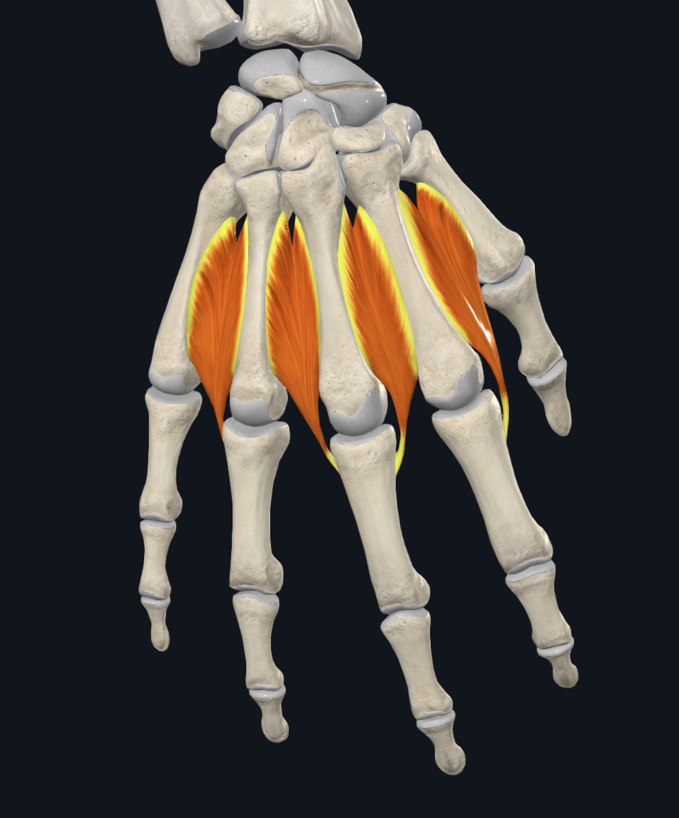 Dorsal interossei muscles