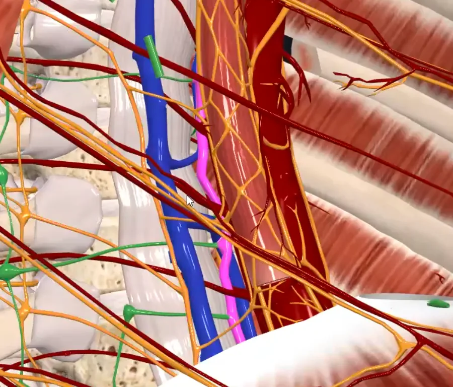 Thoracic Duct