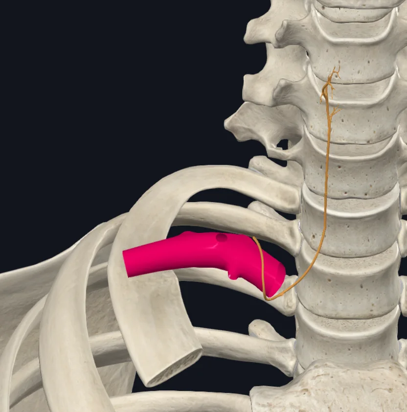 Right Recurrent Laryngeal Nerve