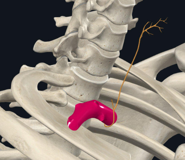 Right Recurrent Laryngeal Nerve - 2